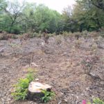 2015 野田ぼたん園　ぼたんの咲き具合　報告